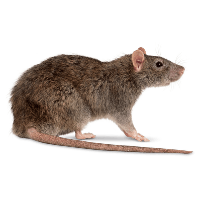Rats, punaises, moustiques… 70% des produits anti-nuisibles