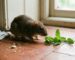 odeur-fait-fuir-rats-2025.png