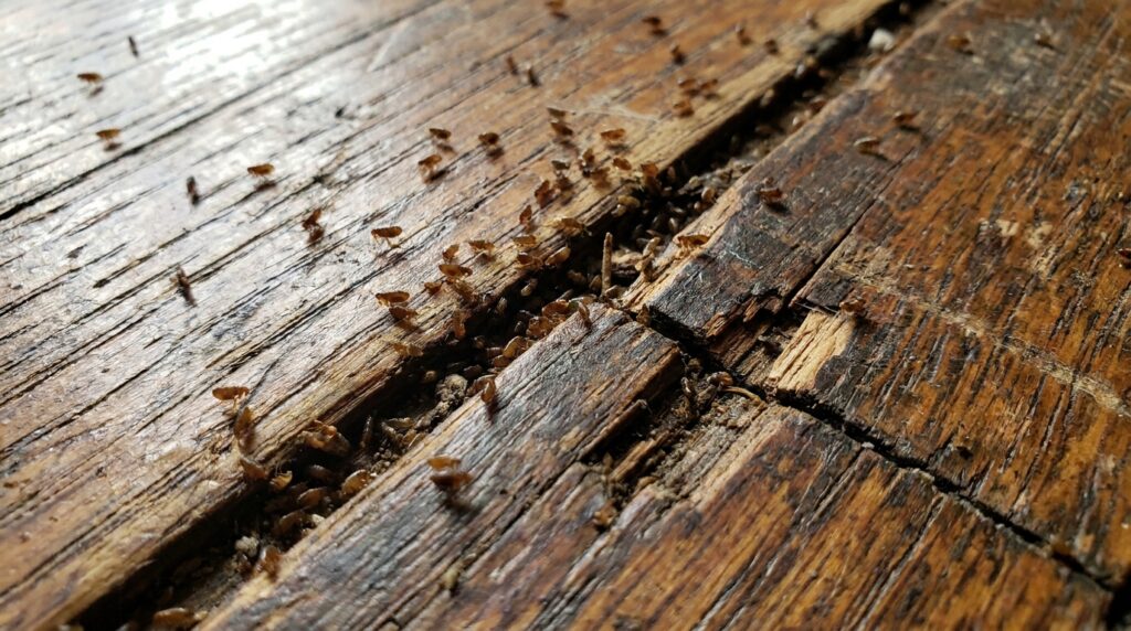 produit-anti-puce-parquet-2025.png