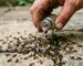 eliminer-colonie-fourmis-jardin-2025.png