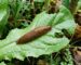 nuisibles-potager-solutions-naturelles-2025.png