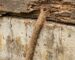 signes-infestation-termites-2025.png